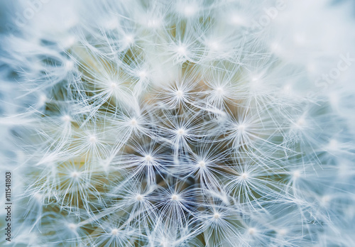 fluffy and airy inflorescence of a dandelion closeup © nataba
