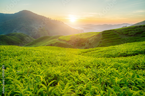 Tea plantation in Cameron highlands, Malaysia photo