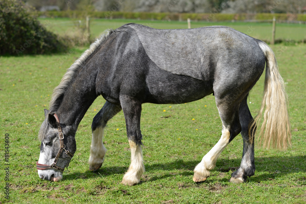 Two tone grey horse Two tone grey horse