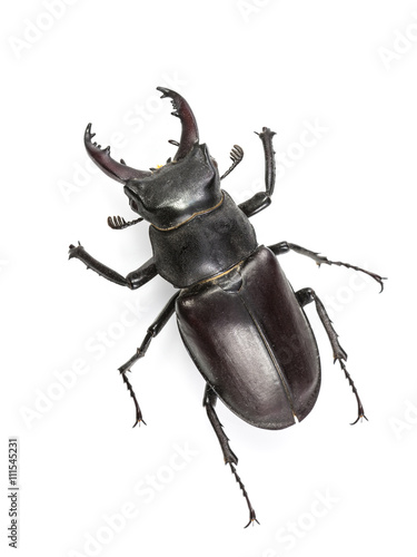 Climbing Isolated Stag Beetle