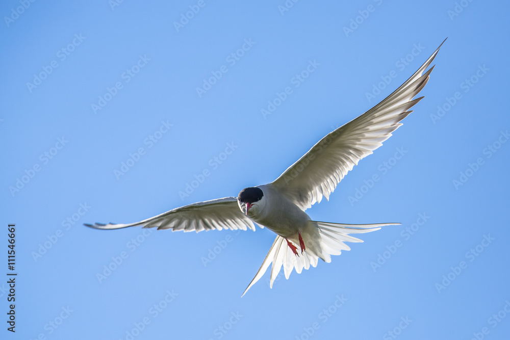 Fototapeta premium Flying arctic tern