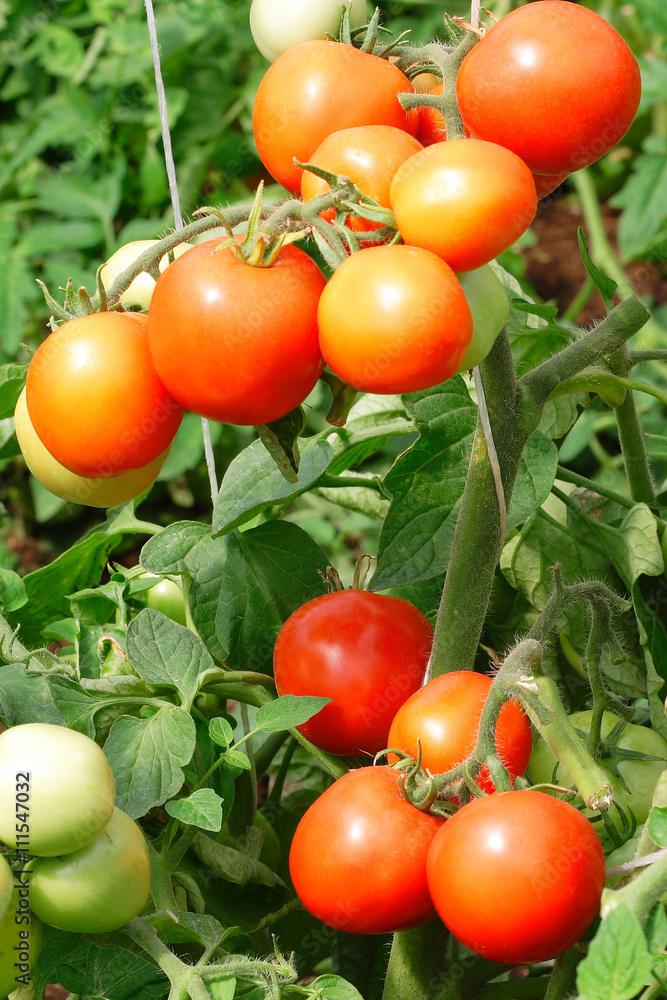 Red tomatoes ripening on the sun