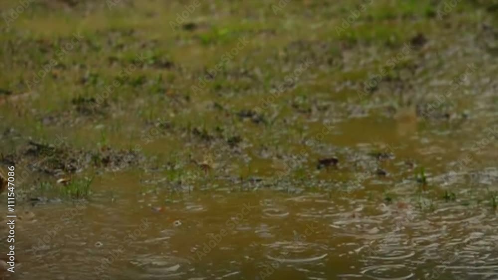 Rain In The Puddle Slow Motion	