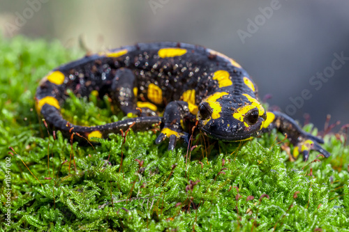 Fire salamander on a mossy trunk in its natural habitat