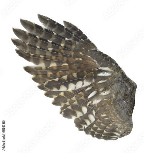 Owl wings isolated on white