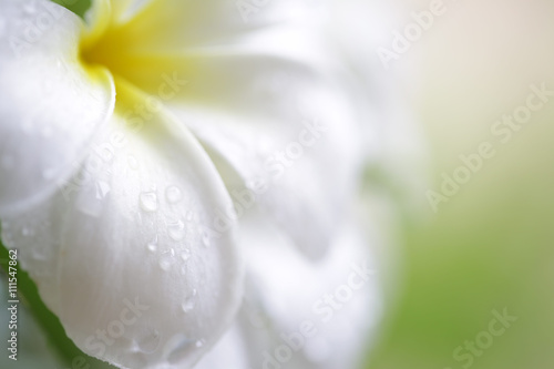 Water drop on frangipani flower