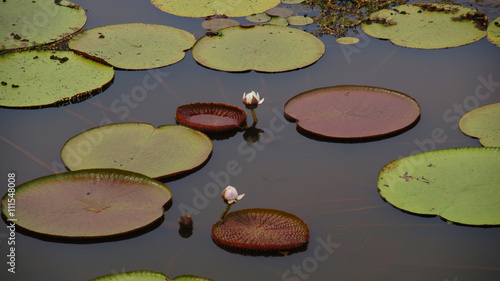 Victoria Regia at Amazonas, Brazil