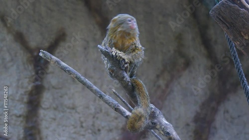 Callithrix pygmaea, Pygmy marmoset (4K)