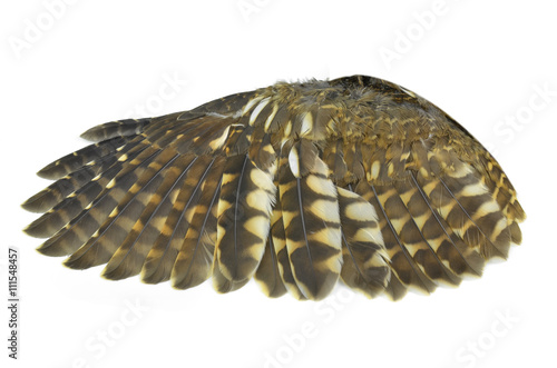 Owl wings isolated on white