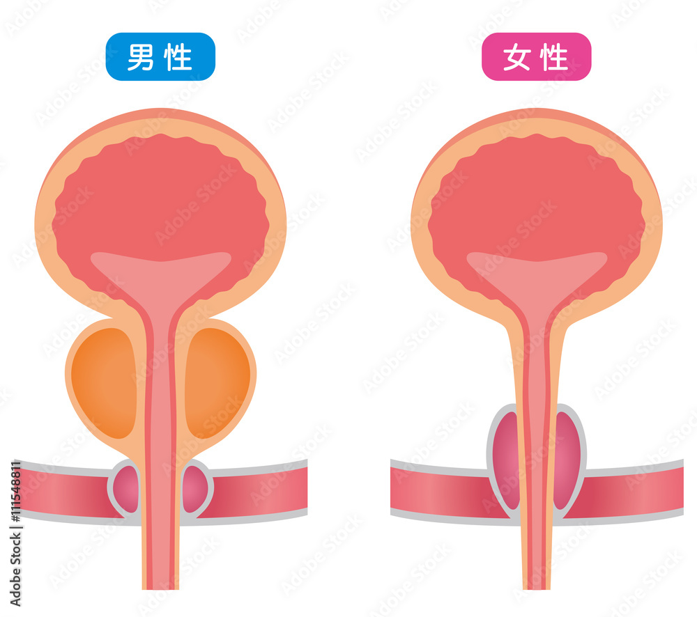 膀胱 仕組み 断面図 膀胱 仕組み 断面図