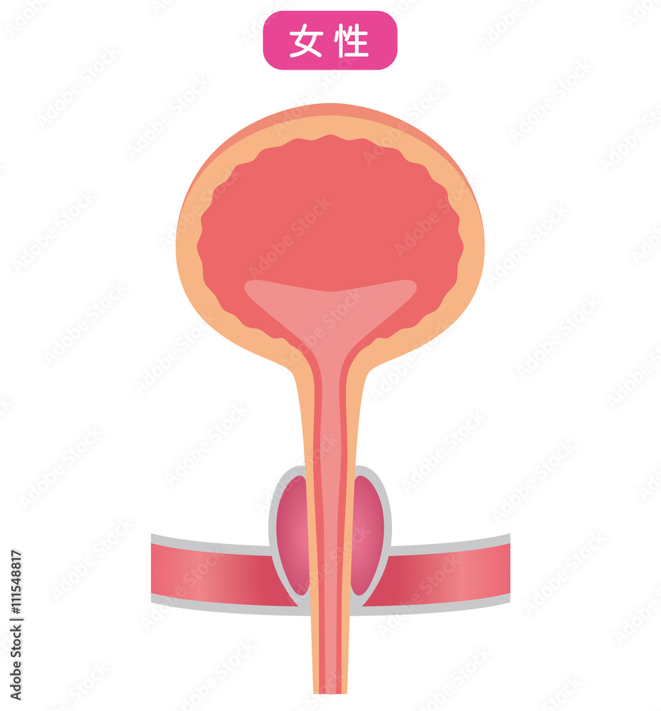 膀胱 仕組み 断面図 膀胱 仕組み 断面図