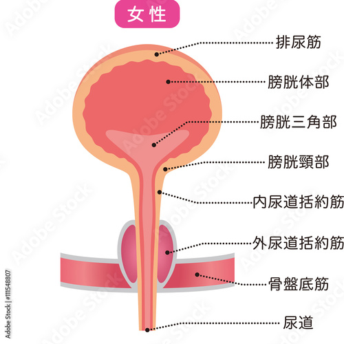 膀胱 仕組み 断面図