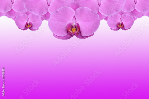 Background purple orchids