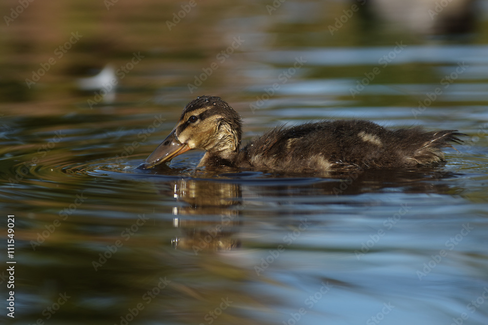 Mallard, Duck, Anas platyrhynchos - nestling Mallard, Duck, Anas platyrhynchos - nestling