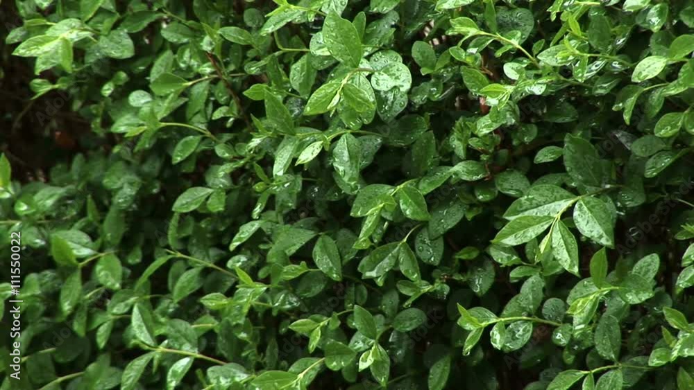 Raining on the verges