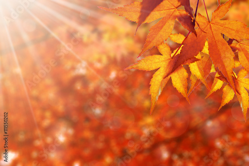 秋　美しい紅葉
