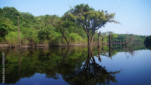 River and rain forest at Amazonas  Brazil