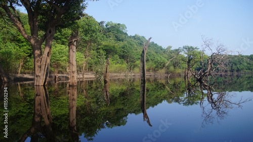 River and rain forest at Amazonas, Brazil