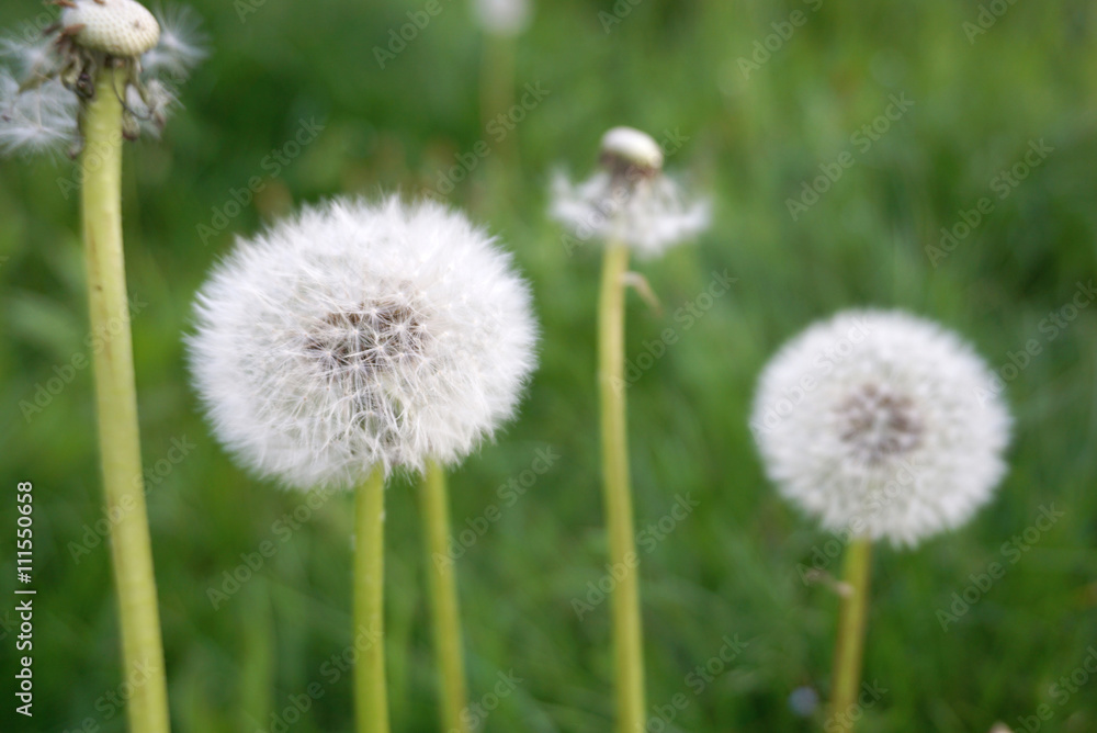 dandelion flower head