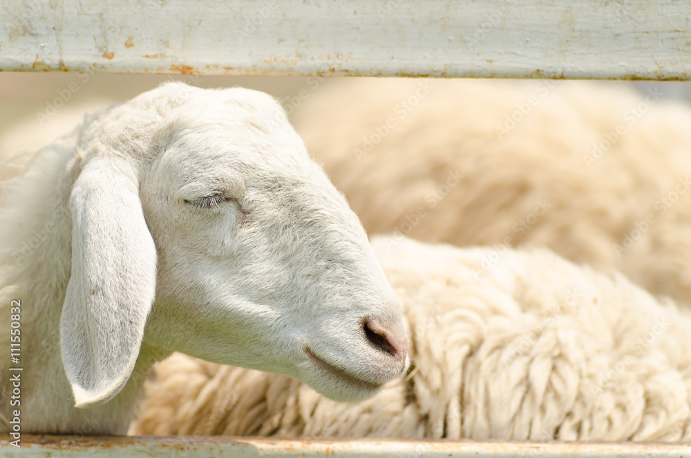 Obraz premium Close up of happy sheep in the farm