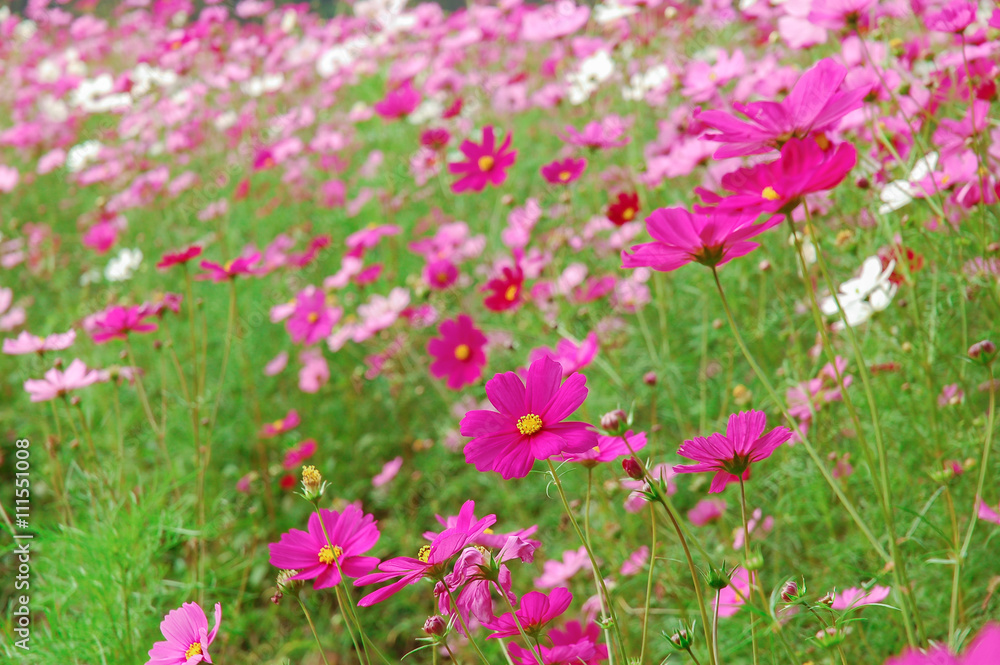 DeFocus Cosmos Flower Field Blurred From the Wind Background Tex DeFocus Cosmos Flower Field Blurred From the Wind Background Tex