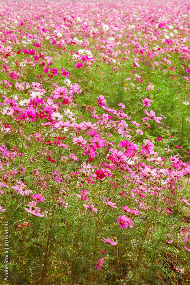 DeFocus Cosmos Flower Field Blurred From the Wind Background Tex DeFocus Cosmos Flower Field Blurred From the Wind Background Tex