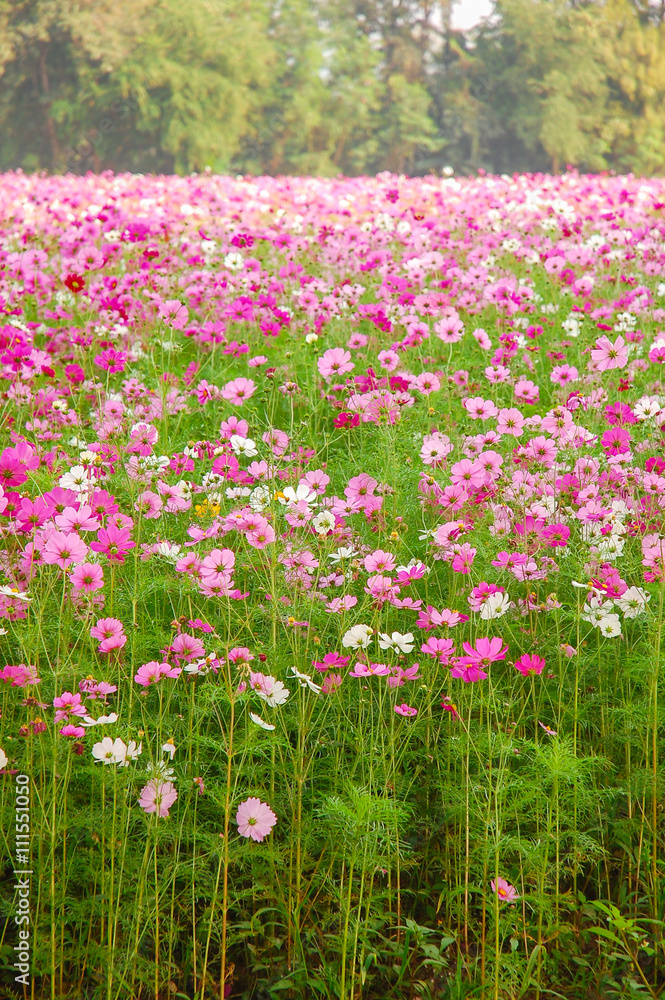 DeFocus Cosmos Flower Field Blurred From the Wind Background Tex DeFocus Cosmos Flower Field Blurred From the Wind Background Tex