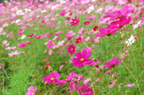 DeFocus Cosmos Flower Field Blurred From the Wind Background Tex © koonkhunstock