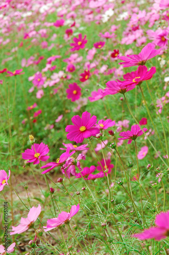 DeFocus Cosmos Flower Field Blurred From the Wind Background Tex