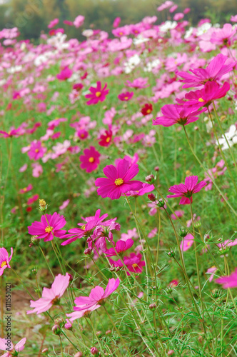 DeFocus Cosmos Flower Field Blurred From the Wind Background Tex © koonkhunstock