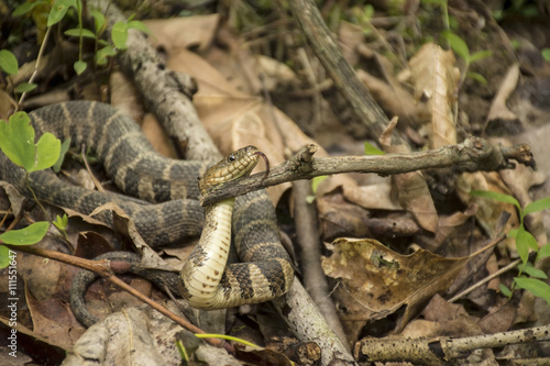 Northern Water Snake - Showing tongue