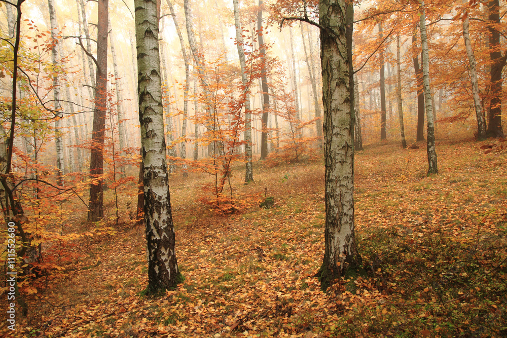Fototapeta premium color autumn forest