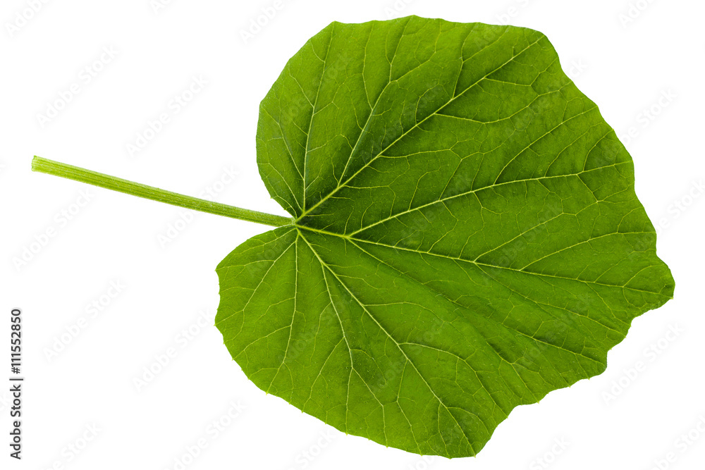 Obraz premium Pumpkin young leaf on white