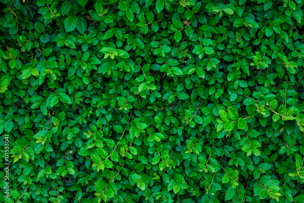 Green leaf background Green leaf background