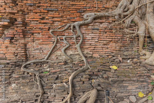 Crack brick wall covered by aged root in Wat Mahathat of Ayutthaya, Thailand