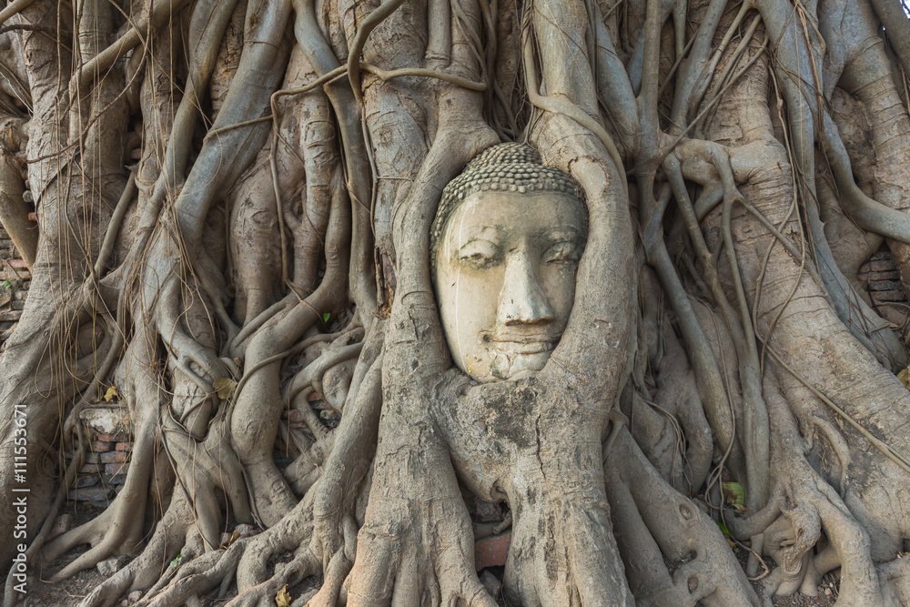 Head of Buddha statue in Banyan Tree Head of Buddha statue in Banyan Tree