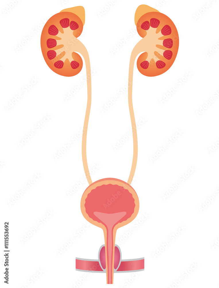 泌尿器 腎臓 膀胱 Stock Illustration Adobe Stock