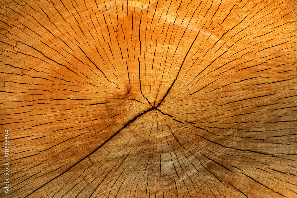 Holzstamm im Querschnitt Stock Photo Adobe Stock