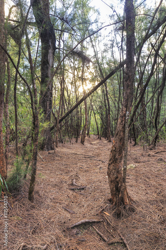 Hidden path through the pine forest