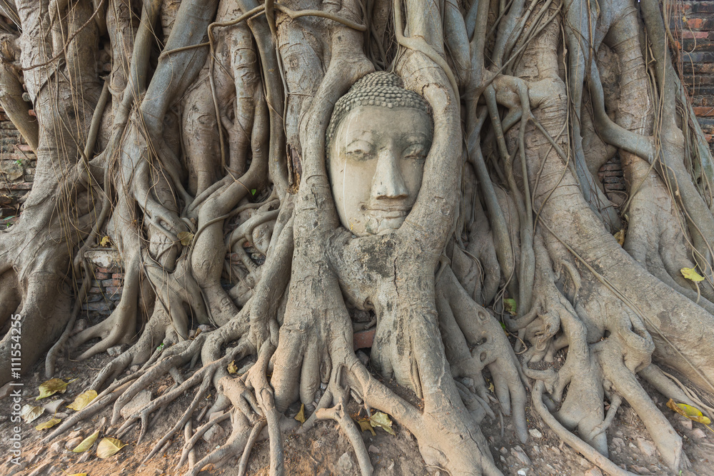 Head of Buddha statue in Banyan Tree Head of Buddha statue in Banyan Tree