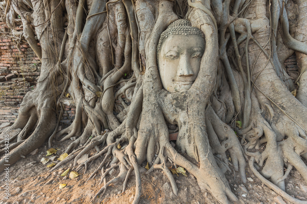 Head of Buddha statue in Banyan Tree Head of Buddha statue in Banyan Tree