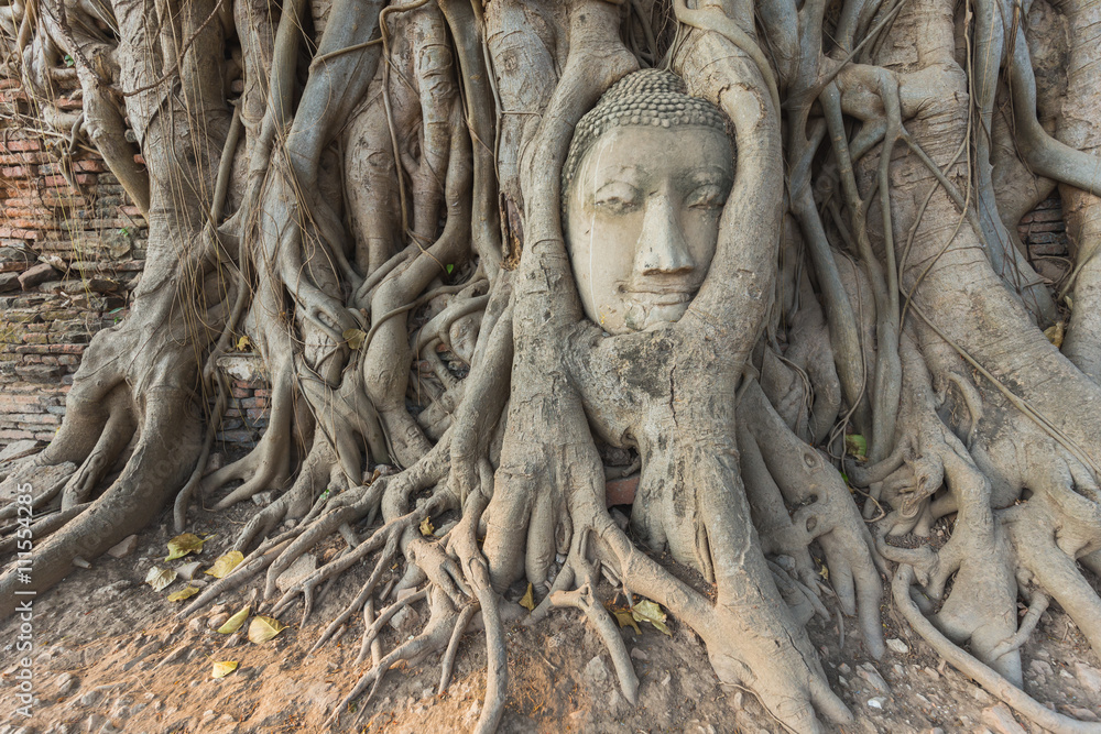 Head of Buddha statue in Banyan Tree