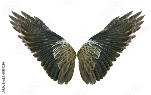 Wings : bird: pinion:wings air:fly Isolated on white © evegenesis