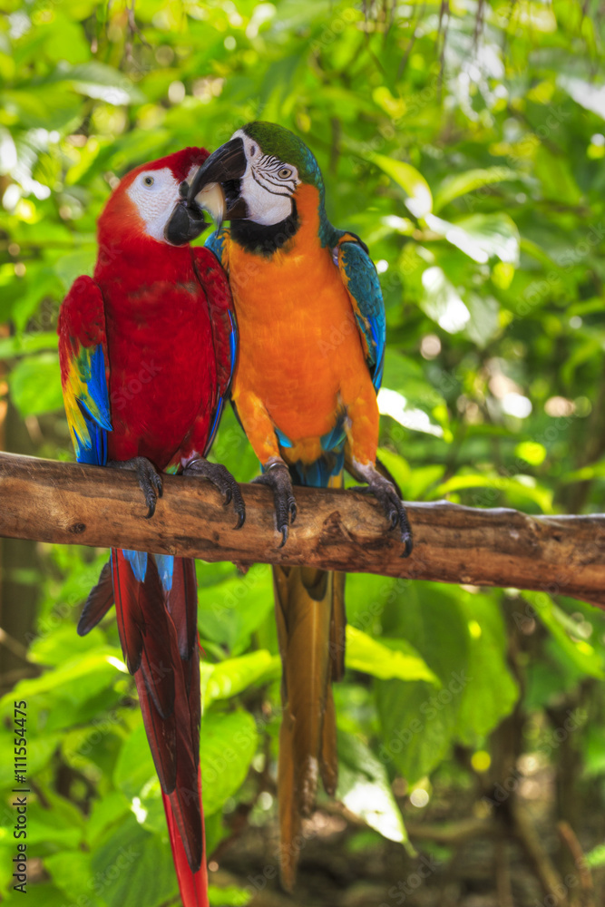 Obraz premium pair of macaws kissing