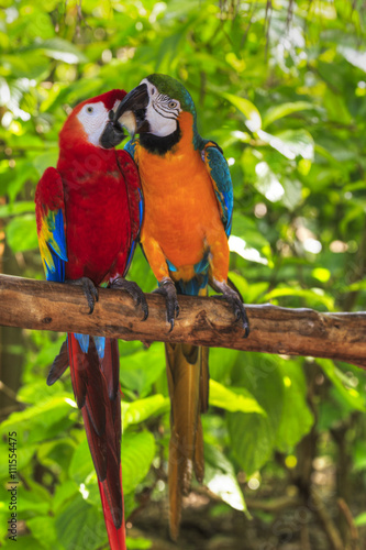 pair of macaws kissing