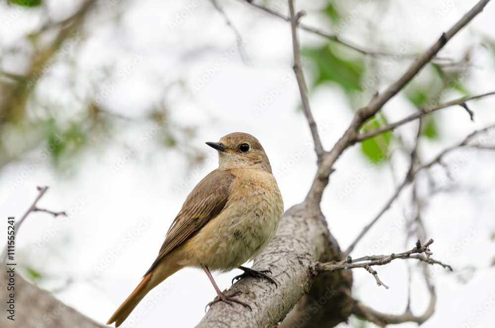 The bird sitting on the branch