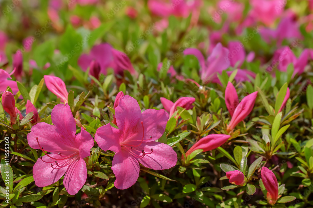 ツツジの花 ツツジの花