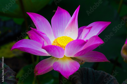 Fototapeta Naklejka Na Ścianę i Meble -  Beauty water lilly  flower