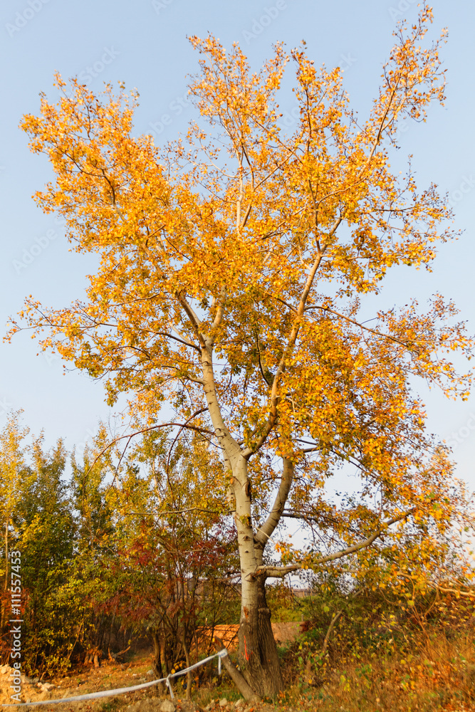 Fototapeta premium Autumn tree