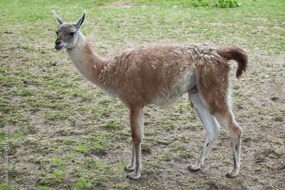 Guanaco (Lama guanicoe), also known as the Guanaco llama. Guanaco (Lama guanicoe), also known as the Guanaco llama.